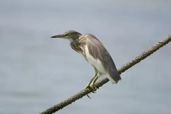 Ardeola grayii 08981