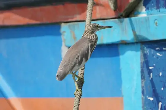Ardeola grayii 08997