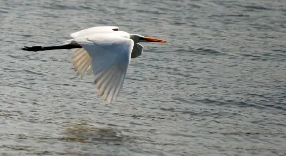 Bird In Kadalundi Bird Sanctuary