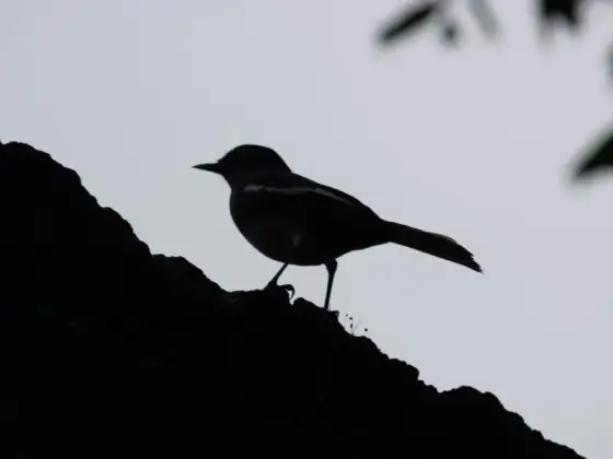 Bird silhouette, Kadalundi, Kerala (264506609)