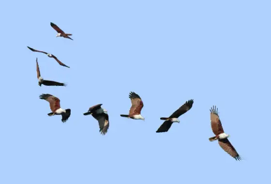 Brahmini kite kadalundi (2910558971)