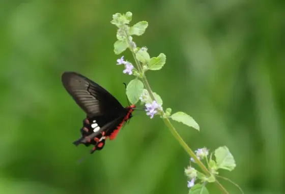 Butterfly In Kadalundi Bird Sanctuary