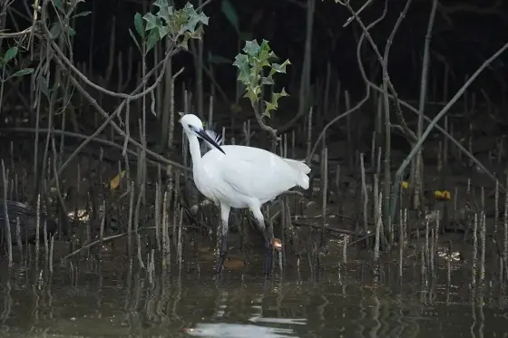 Egretta garzetta 08628