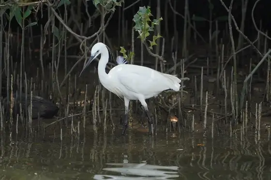 Egretta garzetta 08640