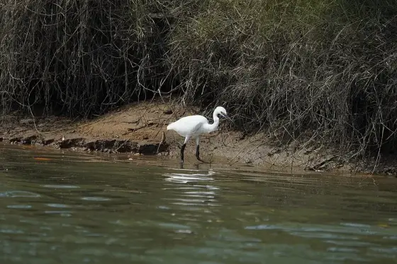 Egretta garzetta 08684