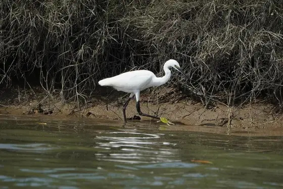 Egretta garzetta 08707