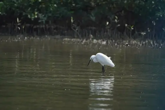 Egretta garzetta 08828