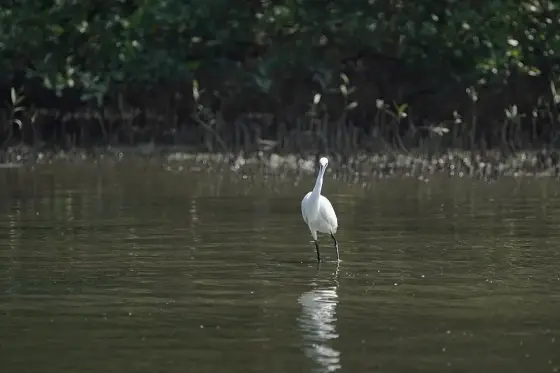 Egretta garzetta 08839