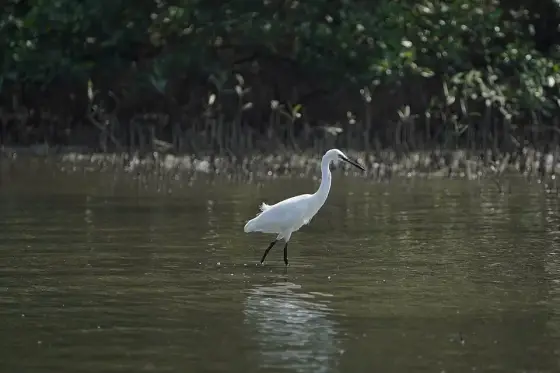 Egretta garzetta 08843