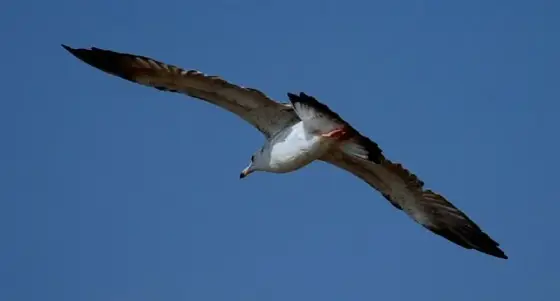 Gull In Kadalundi Bird Sanctuary