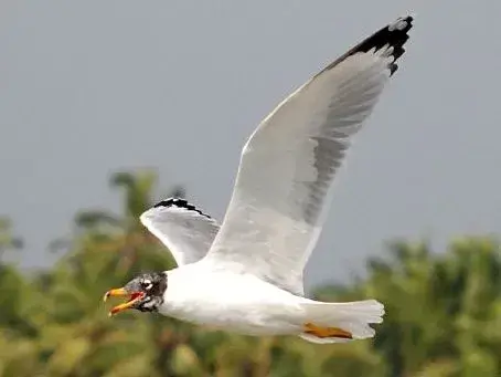 Ichthyaetus ichthyaetus Kadalundi 1
