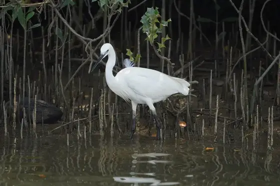 Kadalundi Bird Sanctuary 08638