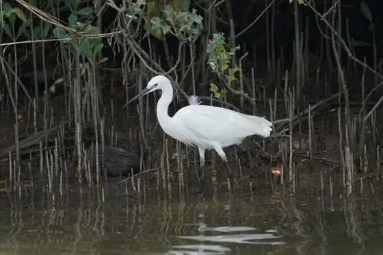 Kadalundi Bird Sanctuary 08647