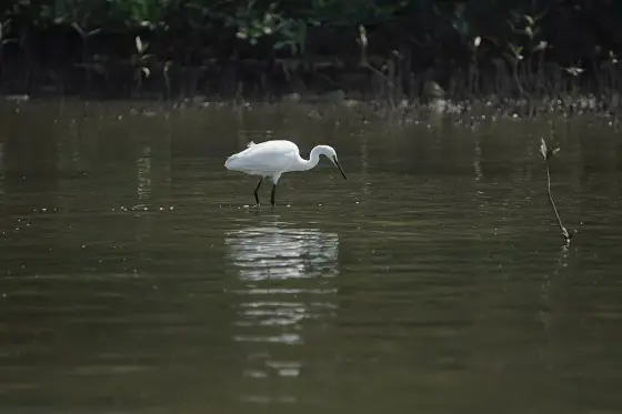 Kadalundi Bird Sanctuary 08778
