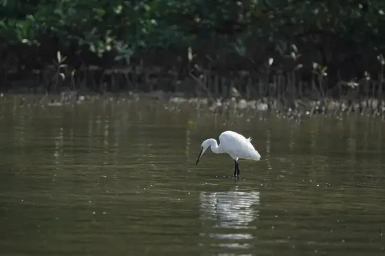 Kadalundi Bird Sanctuary 08814