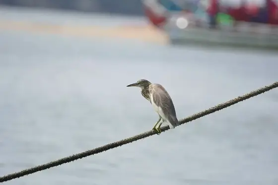 Kadalundi Bird Sanctuary 08949