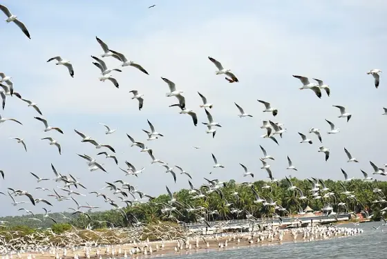 Kadalundi Bird Sanctuary (2220909138)