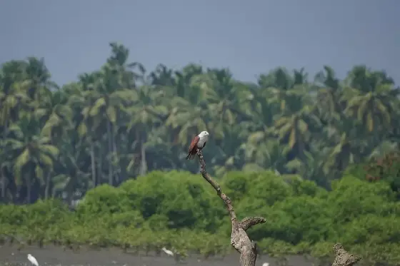 Kadalundi Bird Sanctuary08906