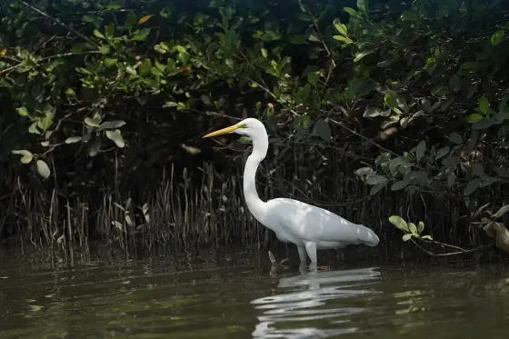 Kadalundi Bird Sanctuary09211