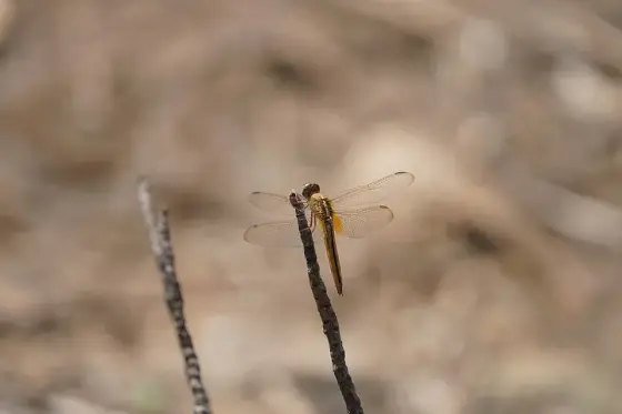 Kadalundi Bird Sanctuary09337