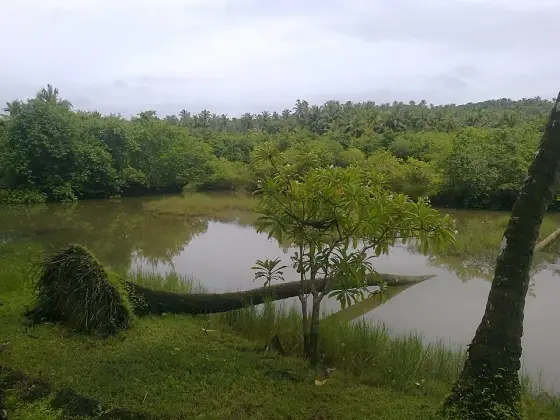 Thottada swamps