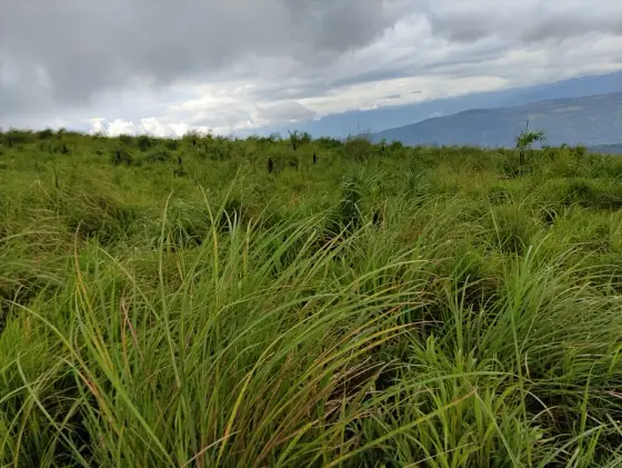 Long blades of grass fill the foreground at Ilaveezhapoonchira, with a blue ridge and heavy cloud beyond.