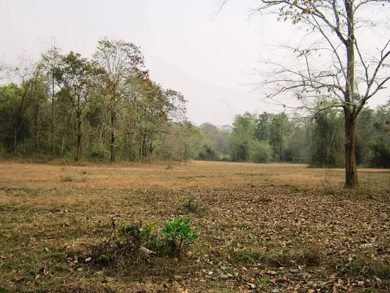A dry grassy clearing lies between trees in Nedumkayam Reserve Forest.