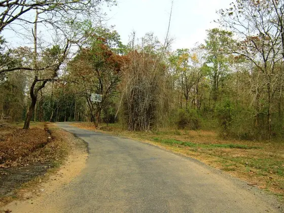 The paved Nedumkayam road curves beside bamboo and woodland with fallen leaves along its edge.