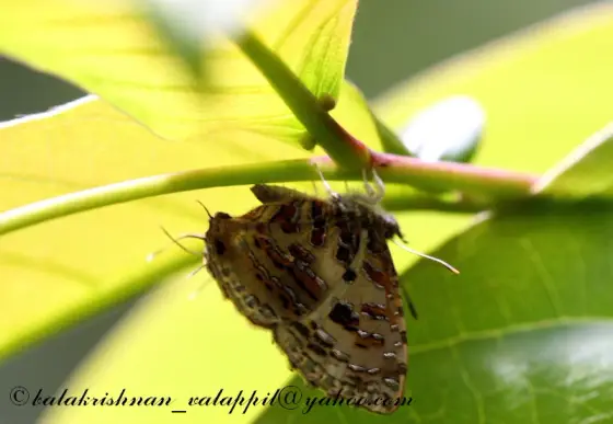 A butterfly with patterned closed wings rests beneath green leaves at Nedumkayam; the original photographer’s watermark remains visible.