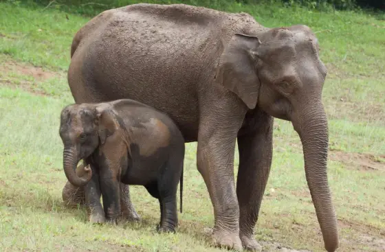 An adult elephant and a calf stand together in Periyar’s grassland.