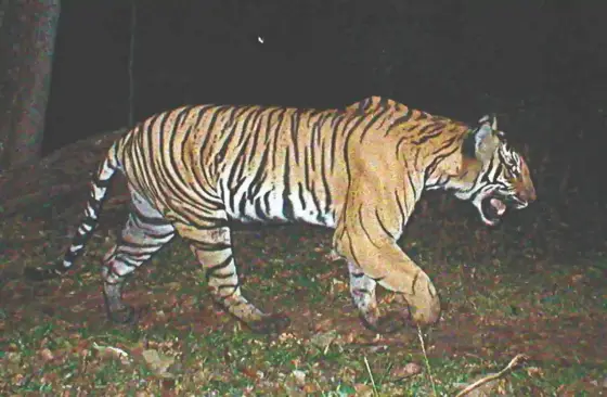 A camera-trap image records a tiger walking across leaf litter at night.