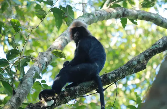 A dark-coated langur with brown hair around its head sits on a lichen-covered branch.