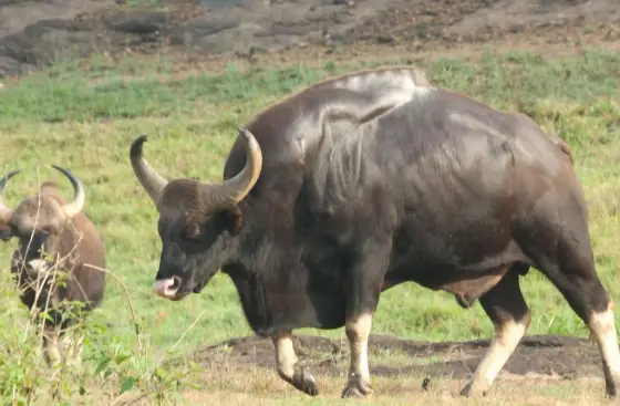 A gaur with pale lower legs walks through green grass at Periyar.