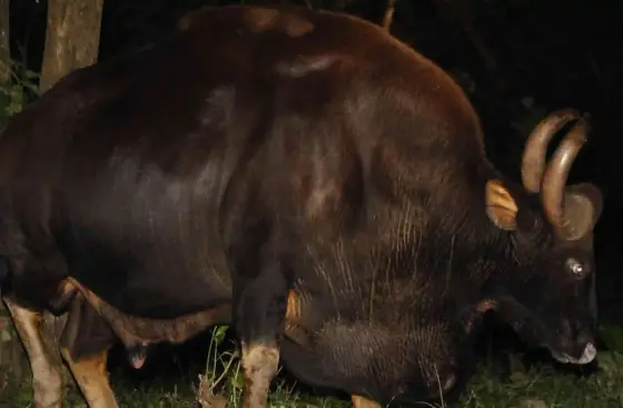 A gaur stands among trees at night, its head lowered towards the right of the frame.