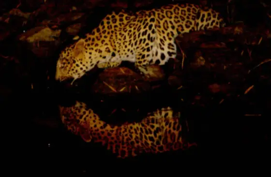 A leopard lowers its head towards water, with a reflection beneath it in the dark pool.