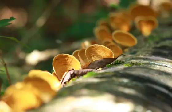 Ochre bracket fungi form a row along a fallen log beside moss and forest vegetation.