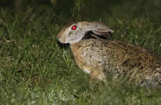 A hare sits in grass, seen in profile under light at night.