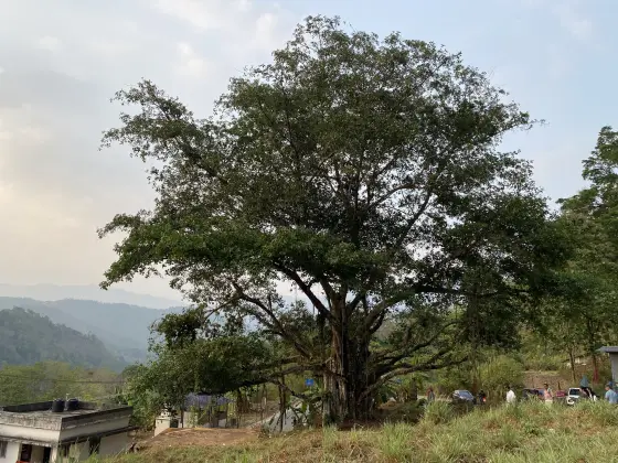 A broad tree shades the approach beside Ponmudi Dam.