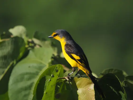 A yellow-and-black grey-headed minivet perched among leaves at Nilackal.
