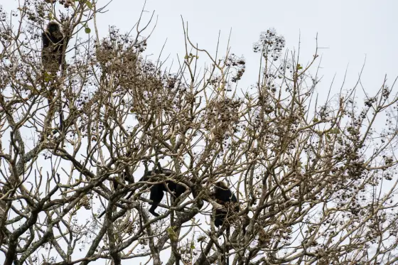 Nilgiri langurs occupy high branches in the Thekkady forest, their pale head hair visible against dark bodies.
