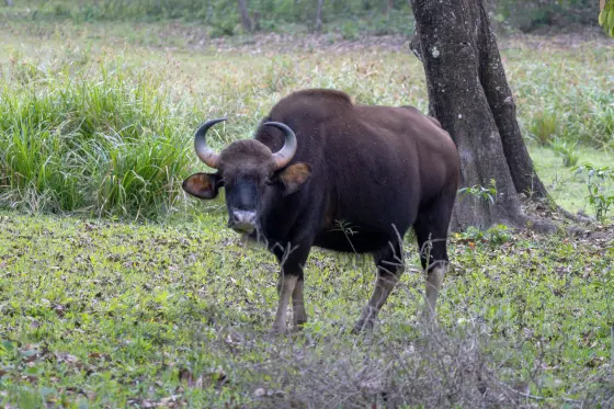 A gaur stands beside a large tree in the Periyar forest.