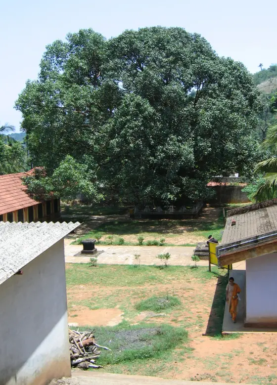 A broad tree shades the Thrissilery courtyard beside the temple buildings.