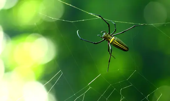 A long-legged yellow-and-black spider on its web, photographed at Nilakkal in 2012.