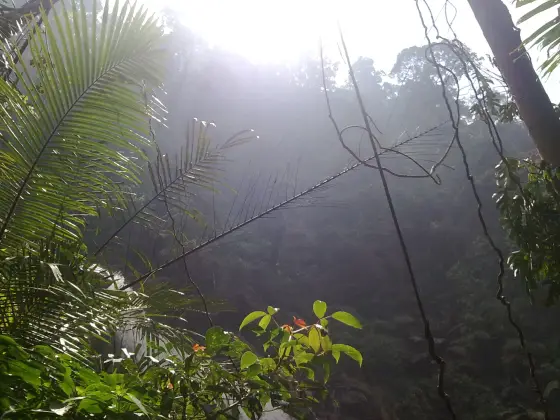 Sunlight and spray filter through leaves and hanging stems beside Meenmutty in a December 2010 photograph.