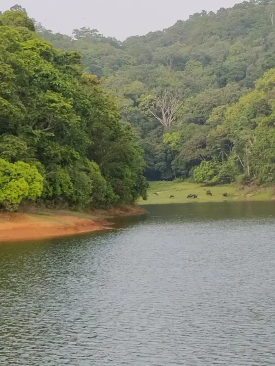 Distant gaur stand beside an inlet backed by dense woodland.
