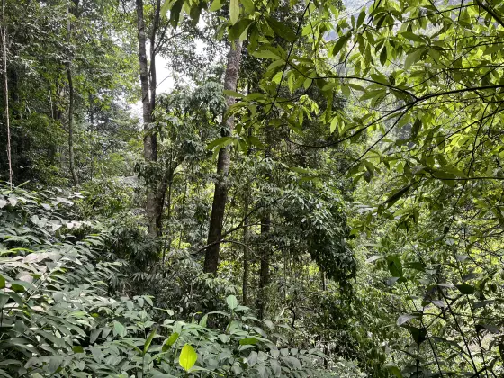 Dense green understorey fills a shaded stretch of the Thusharagiri woodland.