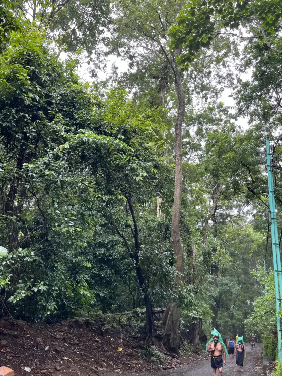 Pilgrims in green rain hoods ascend the forest route towards Sabarimala.
