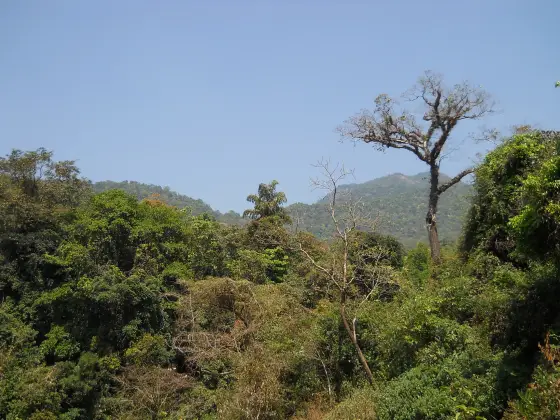 Forested hills rise behind the trees at Thusharagiri.
