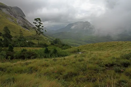 Grass, scattered trees and rocky slopes overlook a clouded valley in the Eravikulam landscape.