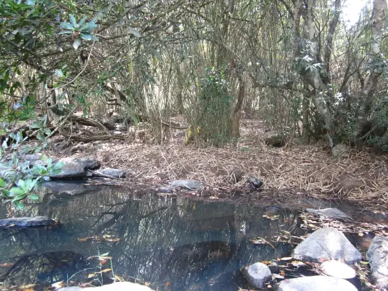 Bamboo and overhanging branches frame a shaded pocket of water among rocks in the Perunthenaruvi landscape, photographed in 2013.
